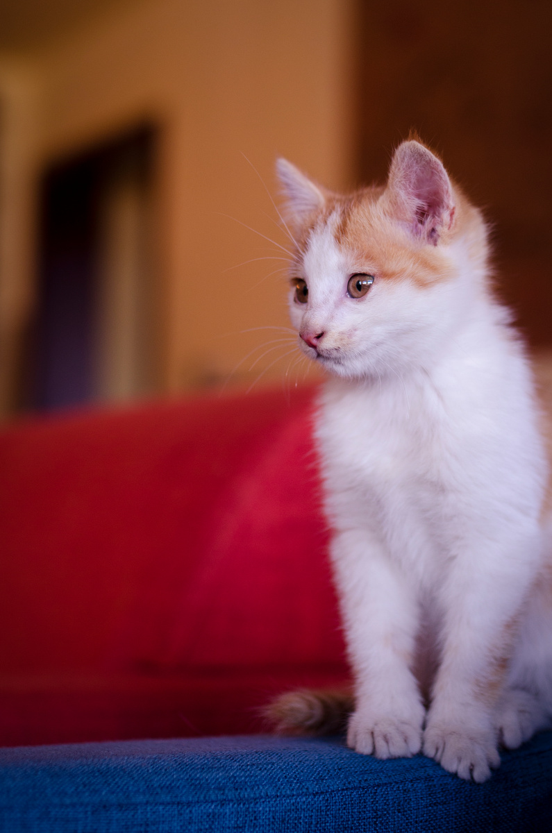 茶卡青旅的猫 - 庆猫r - 图虫网 - 最好的摄影师都在这