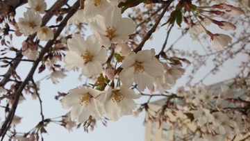 20160406_094556