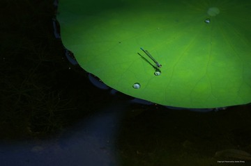 IMGP7310_