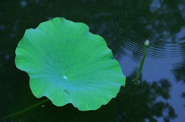 IMGP8065_