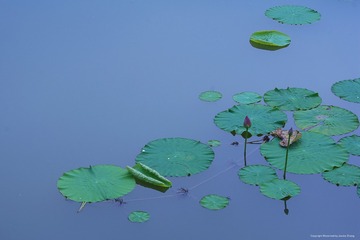IMGP8080_