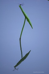 IMGP8100_