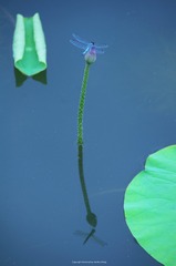 IMGP8125_