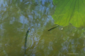 IMGP8364_
