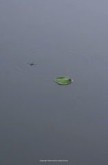 IMGP8918_