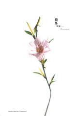 IMGP5264_