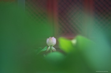 IMGP7386_