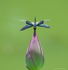 IMGP8306_