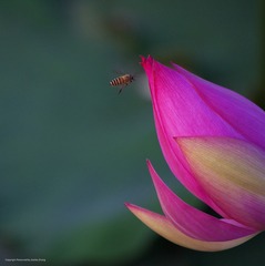 IMGP1568_