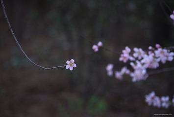 IMGP0147_