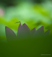 IMGP7176_
