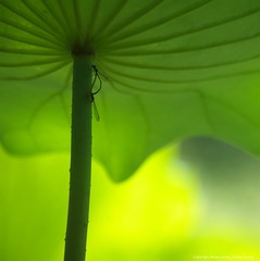 IMGP7243_