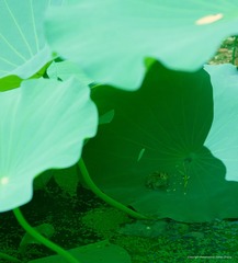 IMGP7208_