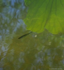 IMGP8364_