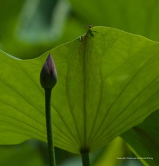 IMGP7289_
