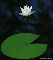 IMGP7451_
