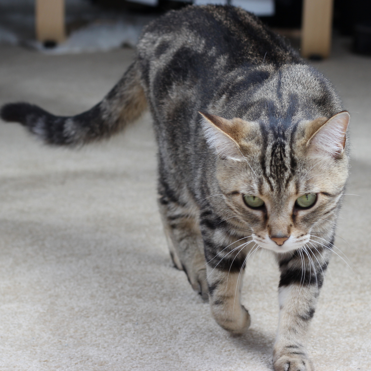 猛虎下山咪全身照猫平行猫咪大头照猫赏花偷窥咪啥大头照咪