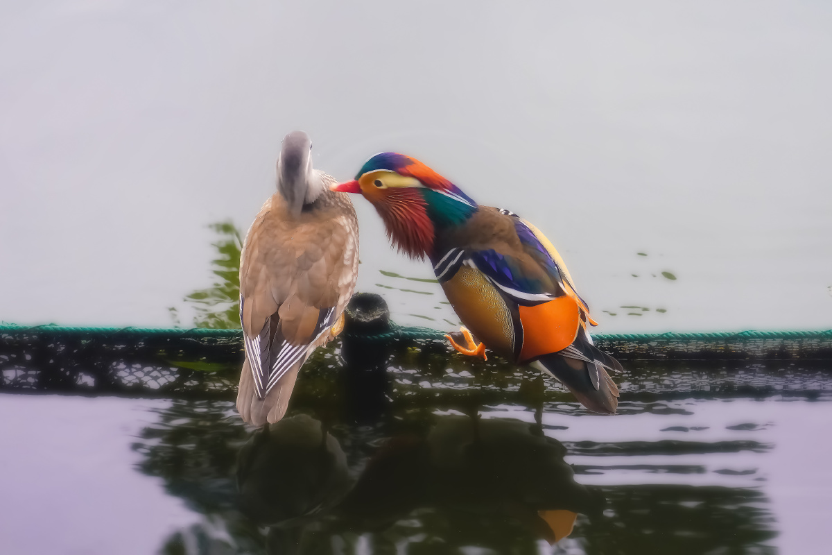 一见钟情,西湖边的鸳鸯鸟,浓情蜜意一见钟情.