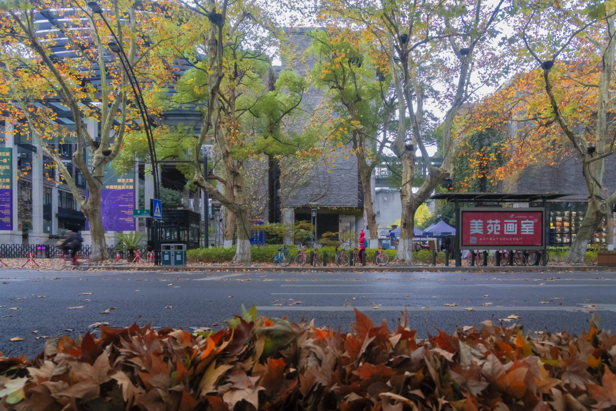 南山路秋色一阵冷空气过后杭州南山路上满地梧桐叶老中国美院门口秋色