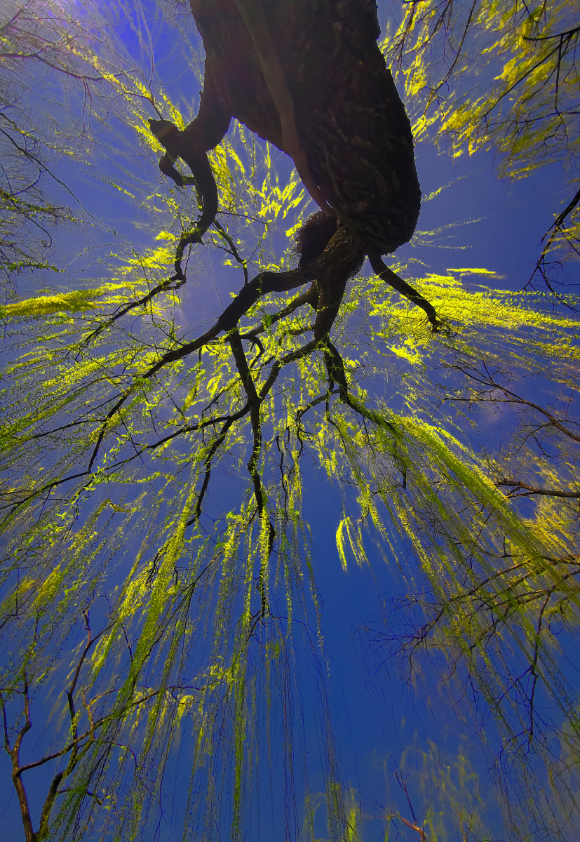 碧玉妆成一树高万条垂下绿丝绦杭州西湖边的杨柳树华为手机随拍