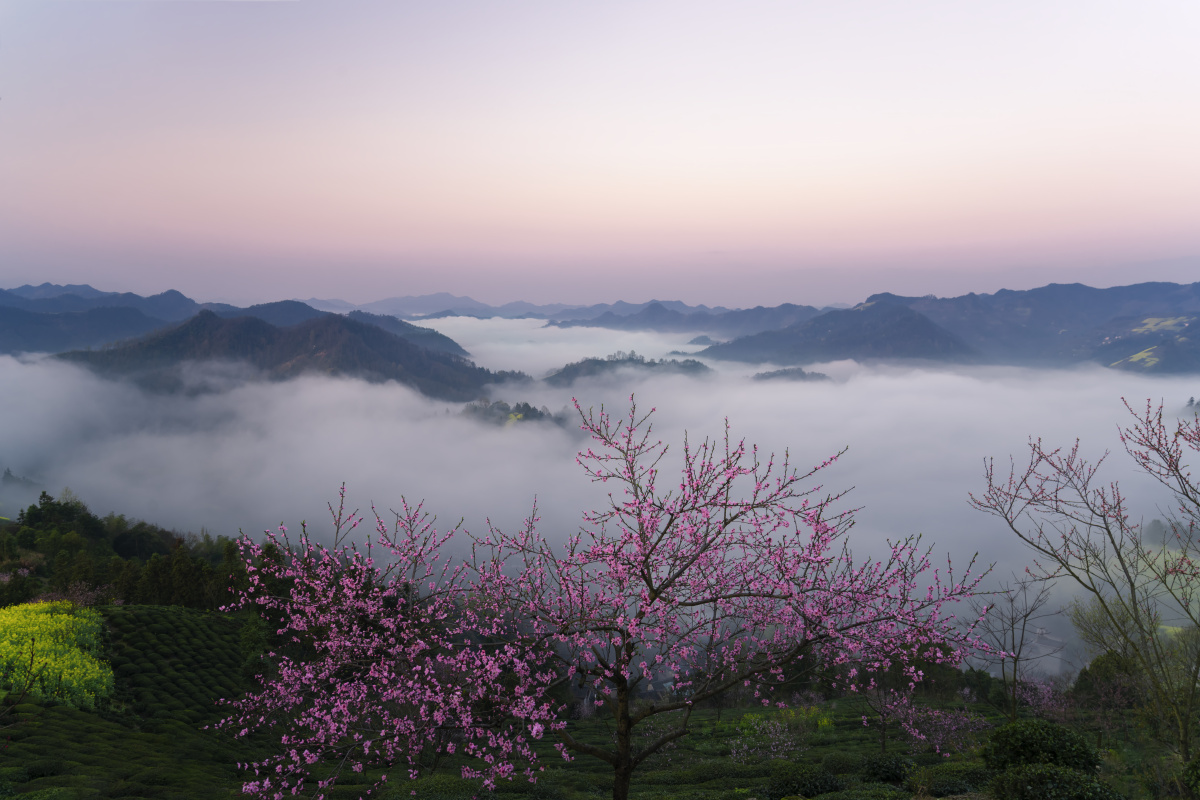 摄影爱好者安徽石潭桃花日出花#黎明色彩云海南北春景大赏今日天空绝