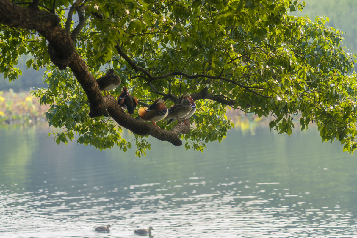树上鸳鸯西湖边鸳鸯栖树枝