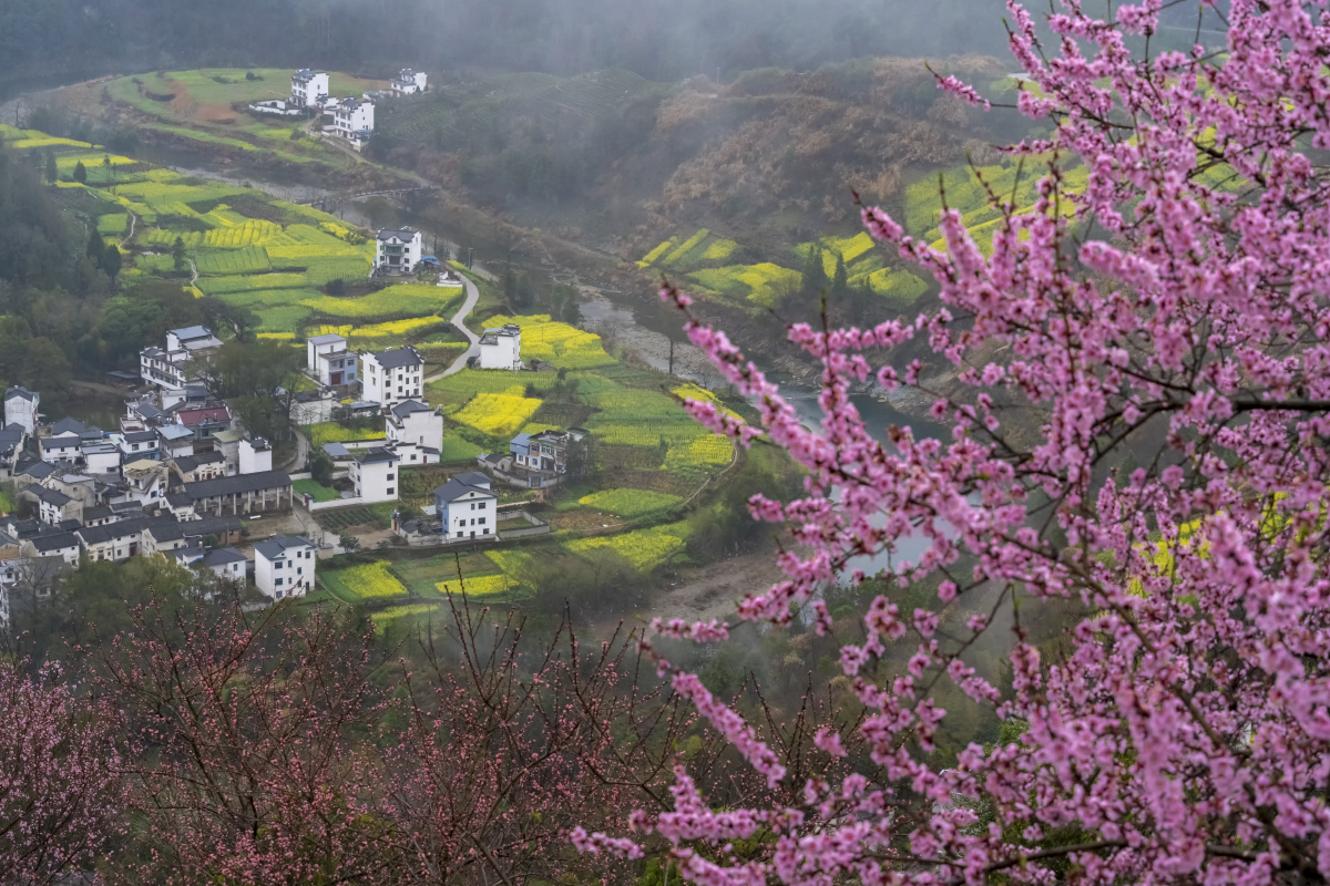 春暖花开石潭村安徽歙县石潭的春天桃花和油菜花盛开的地方白色的徽派