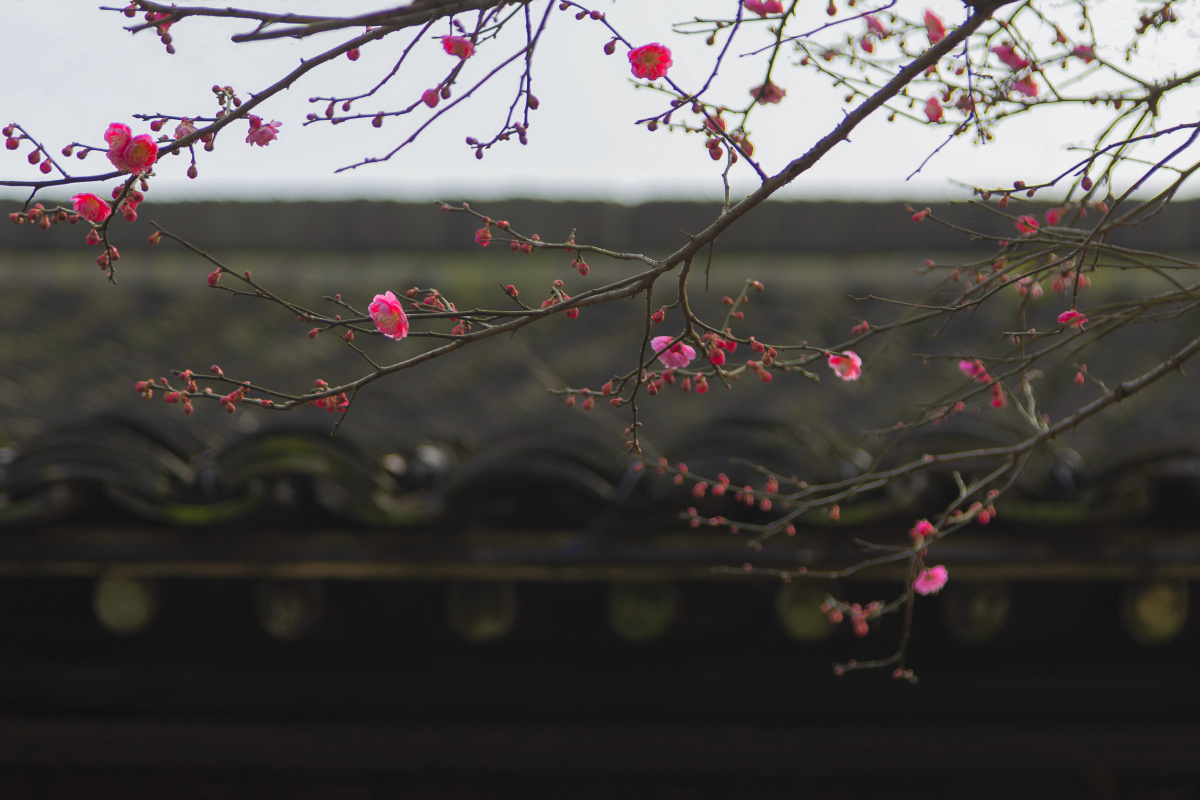 稀疏红梅杭州西溪湿地有一处梅园是赏梅的好地方老屋檐配稀疏梅花有梦