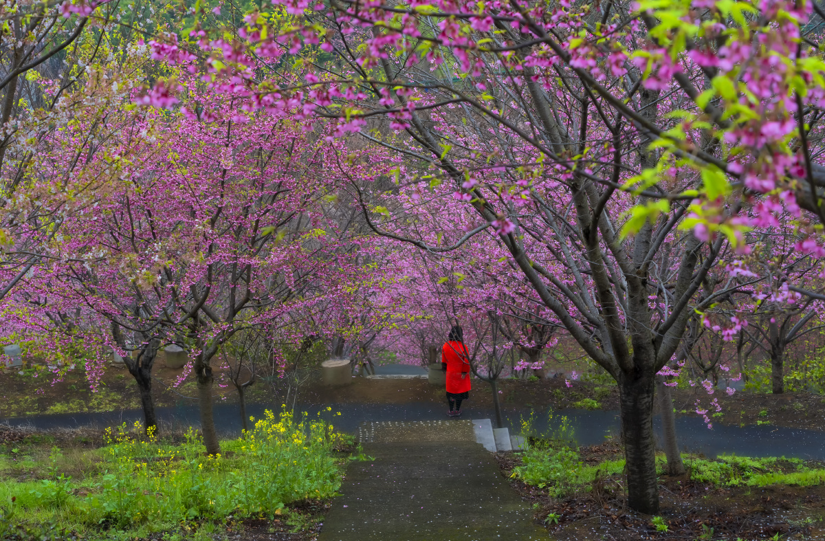 樱花树下赏花人杭州樱花谷盛开的樱花树下红衣赏花人和樱花相映生辉