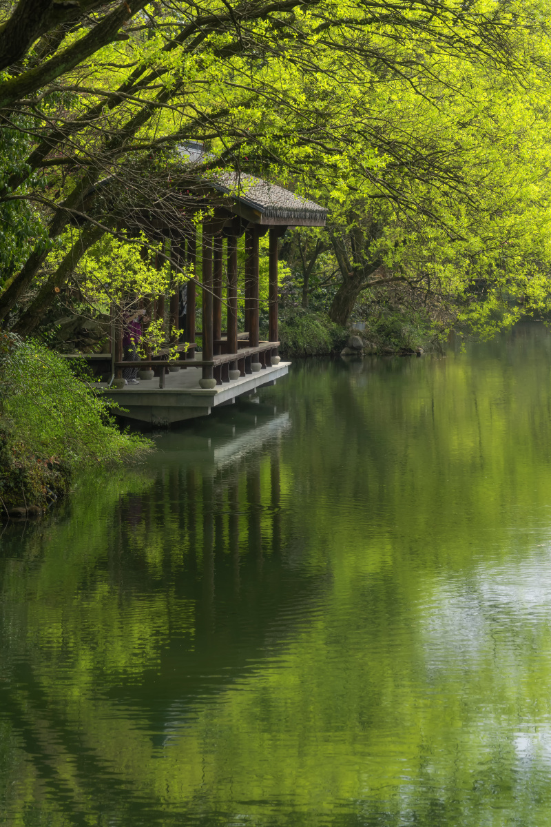 春天的色彩杭州花港观鱼公园水边绿树新芽绝美的生态环境