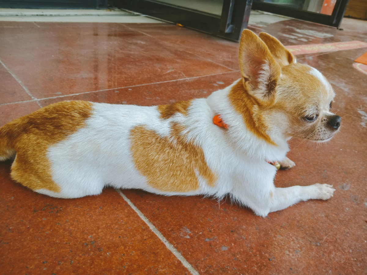 细腿狗狗? - 阳止廿二 - 图虫