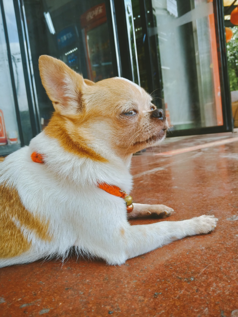 细腿狗狗? - 阳止廿二 - 图虫