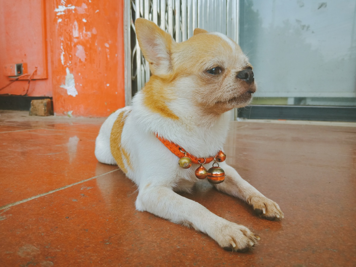 细腿狗狗? - 阳止廿二 - 图虫