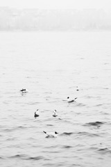 DSC03131-b