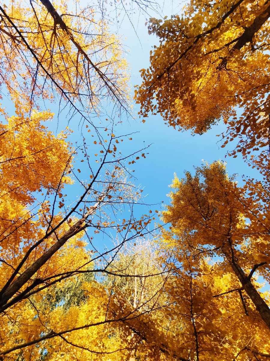 银杏叶黄最美时