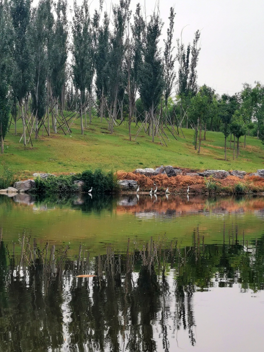 家附近的湿地公园