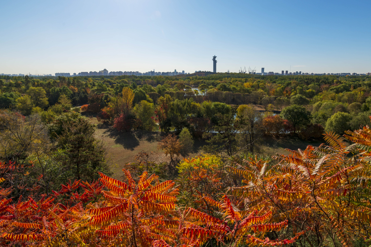 奥森秋韵2摄于北京奥林匹克森林公园北园