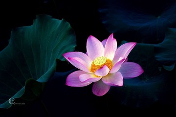 荷花