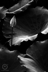 _IGP4303 副本