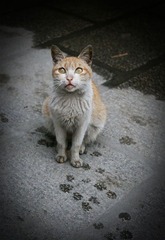 庆云寺的猫