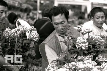 搬运菊花