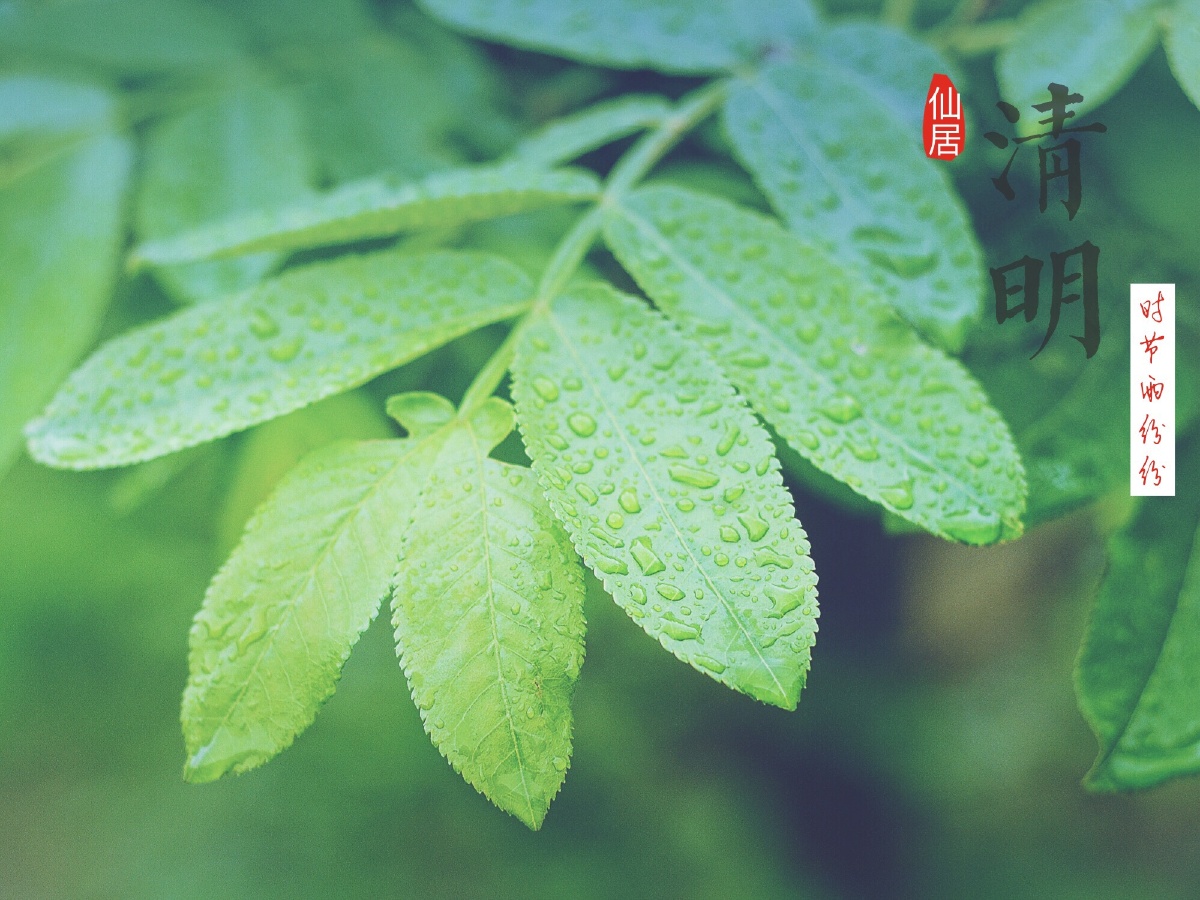 烟雨江南清明时