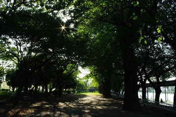 户田公园林荫道