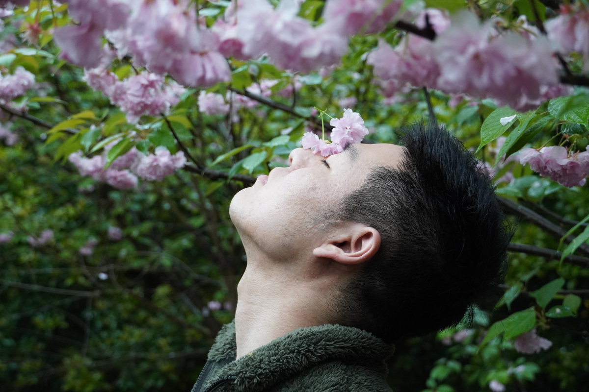 人像樱花树下侧脸
