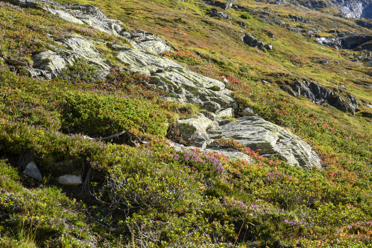 你是我心中的棉花糖