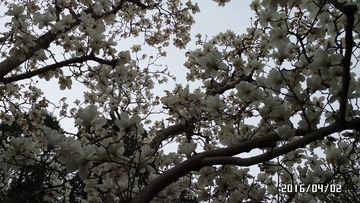 SAM_0819