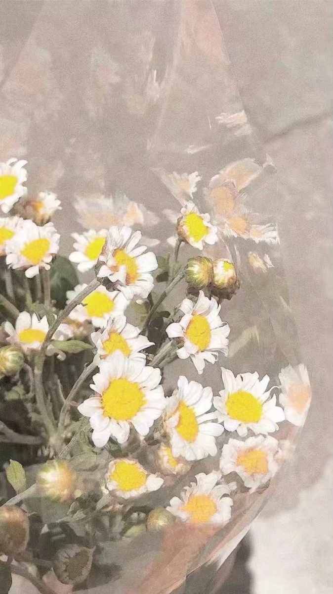 什么时候你也开始喜欢小雏菊了呢丨壁纸背景图