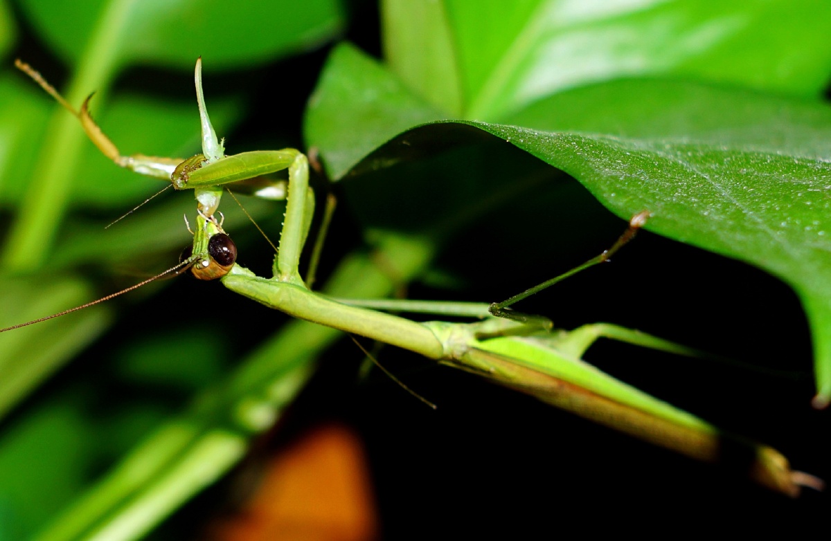 螳螂捕蚂蚱我在后