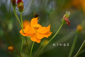 _DSC8675