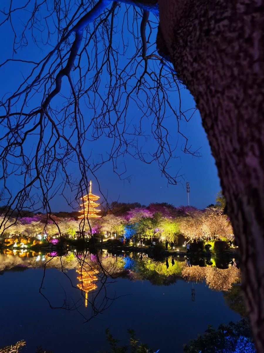 东湖樱花园夜景